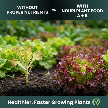 Nouri Hydroponic Nutrients Plant Food A and B – Hydroponics Fertilizer